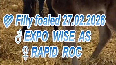 Willkommen kleine Lady: Papa EXPO WISE AS - Mama RAPID ROC (27.2.2026)