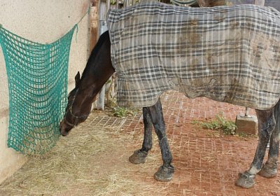 DSC00352 Burgstallhof 24nov13
