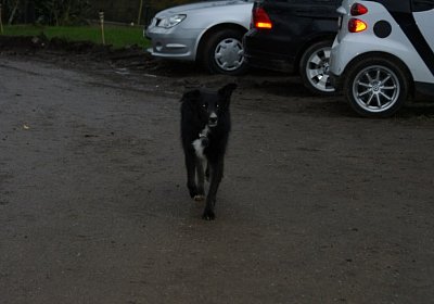 DSC00390 Burgstallhof 24nov13