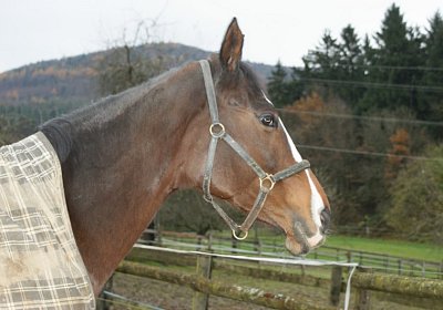 DSC00391 Burgstallhof 24nov13