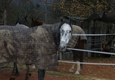 DSC00397 Burgstallhof 24nov13