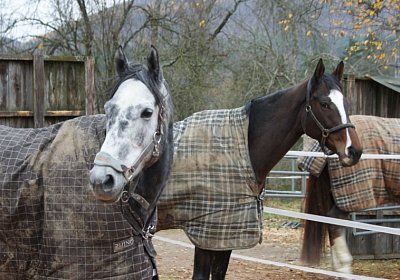 DSC00404 Burgstallhof 24nov13