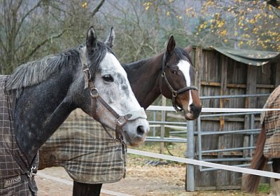 DSC00406 Burgstallhof 24nov13