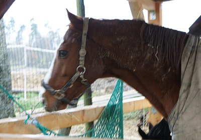 DSC00409 Burgstallhof 24nov13