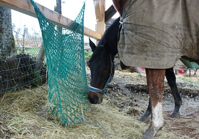 DSC00411 Burgstallhof 24nov13