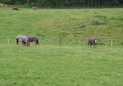 26april2014 GV Dielsdorf Fisibach Gitan Remedial etc DSC05188