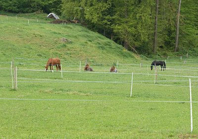 26april2014 GV Dielsdorf Fisibach Gitan Remedial etc DSC05228