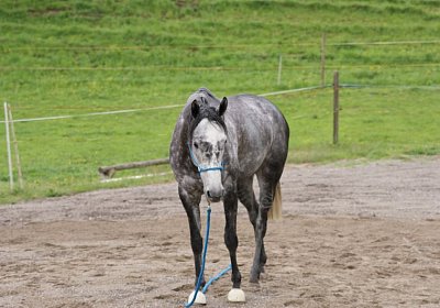 26april2014 GV Dielsdorf Fisibach Gitan Remedial etc DSC05232