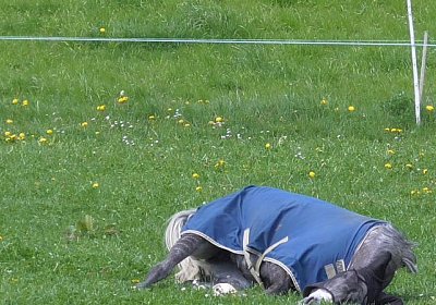 26april2014 GV Dielsdorf Fisibach Gitan Remedial etc S1010010