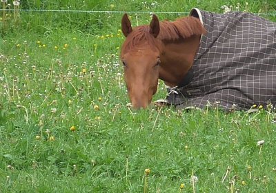 26april2014 GV Dielsdorf Fisibach Gitan Remedial etc S1020009