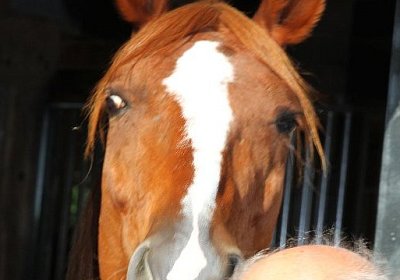 IMG 0122 800x533