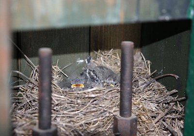 IMG 8085 600x400.jpg