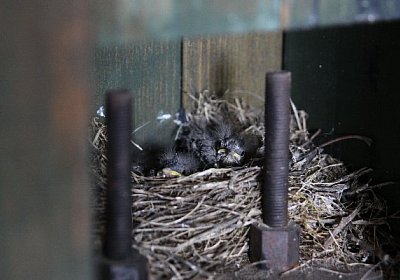 IMG 8089 600x400.jpg