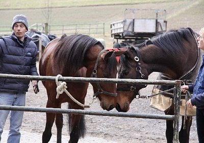 IMG 4271 525x350.jpg