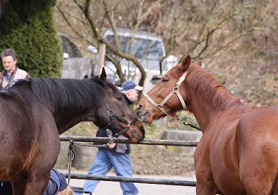 IMG 4281 525x350.jpg