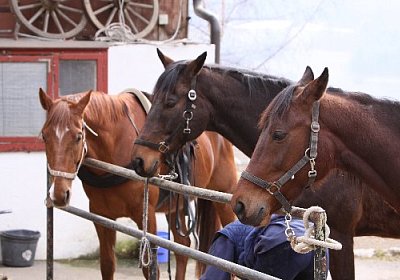 IMG 4283 525x350.jpg