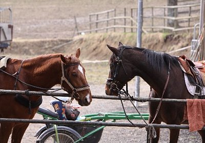 IMG 4288 525x350.jpg