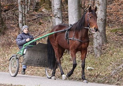 IMG 4307 524x350.jpg