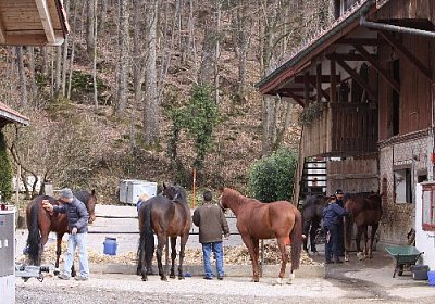 Pferdepflege im Stallhof 525x3...