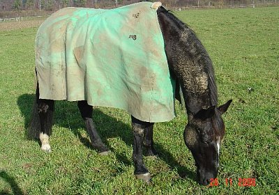 Gonib?r wird seinem Namen gerecht