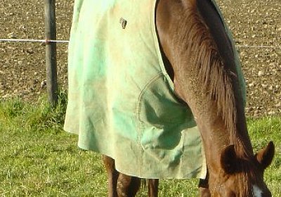 Jully, der Geniesser