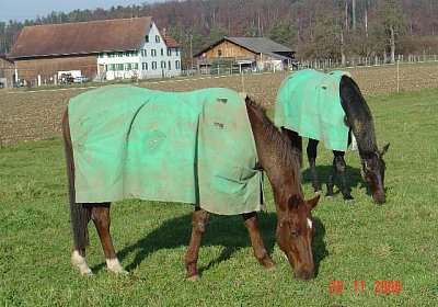 Pferdeherz, was willst Du mehr?