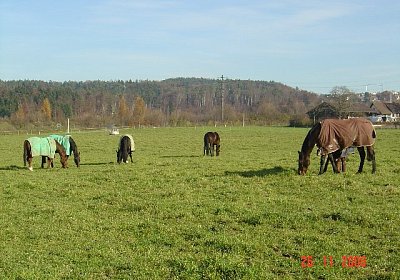 Weide, soweit das Auge reicht