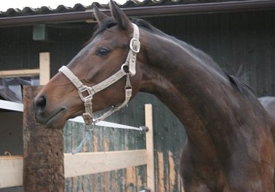 IMG 8932 600x400.jpg