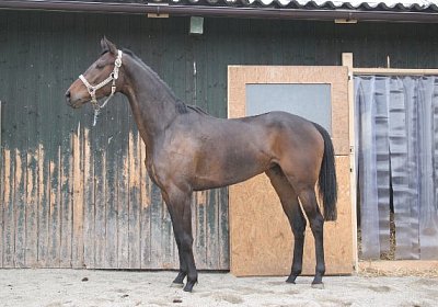 IMG 8936 600x400.jpg