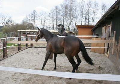 IMG 8949 600x400.jpg