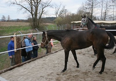 IMG 8950 600x400.jpg