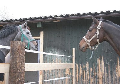 IMG 8967 600x400.jpg