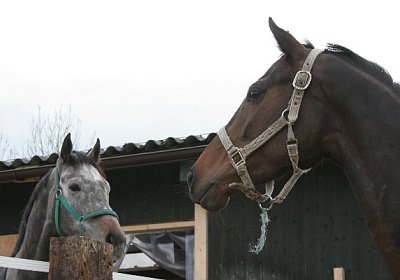 IMG 8971 600x400.jpg