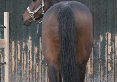 IMG 8982 600x400.jpg