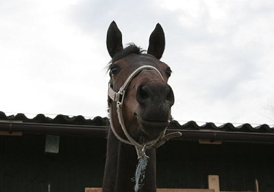 IMG 8984 600x400.jpg