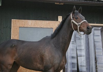 IMG 8985 600x400.jpg