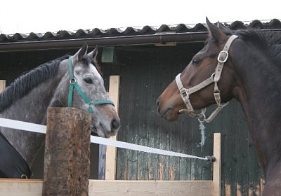 IMG 8990 600x400.jpg