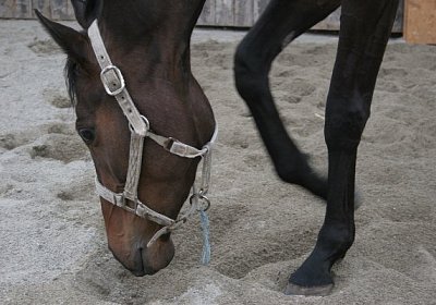 IMG 8992 600x400.jpg