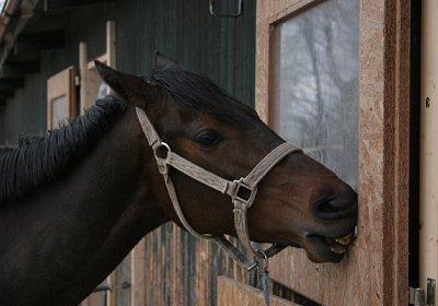 IMG 9005 600x400.jpg