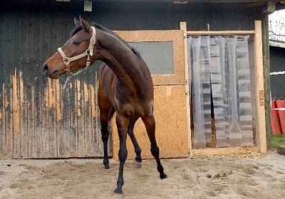 uw zauberlied 0046 640x428.jpg