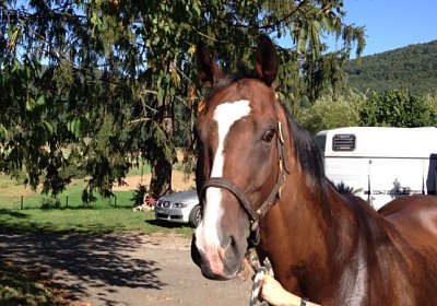 IMG 3777 Earl Burgstallhof