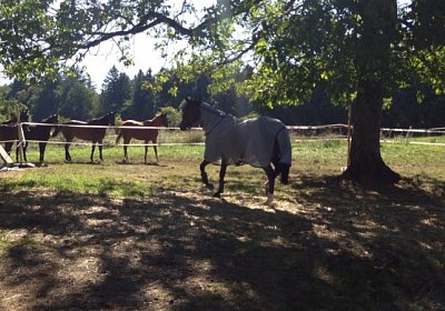 IMG 3804b Earl Burgstallhof