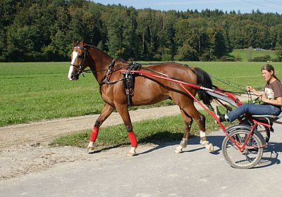 DSC08461 Noci Holziken 24sept13