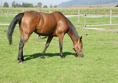 DSC08490 Prince Holziken 24sept13