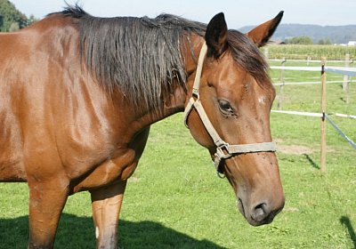 DSC08495 Prince Holziken 24sept13