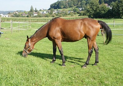 DSC08498 Prince Holziken 24sept13