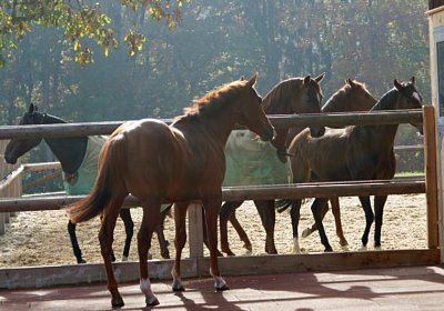 DSC09748 Kugelblitz 26okt13 nv