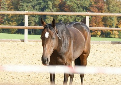 DSC09925 Kugelblitz 26okt13 nv