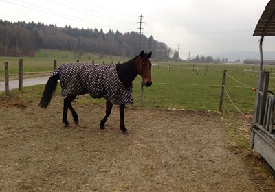 A Prince Paddock 1(Kopie)