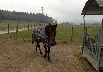 A Prince Paddock 2(Kopie)